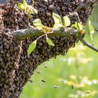 - Ein Bienenschwarm im Mai -