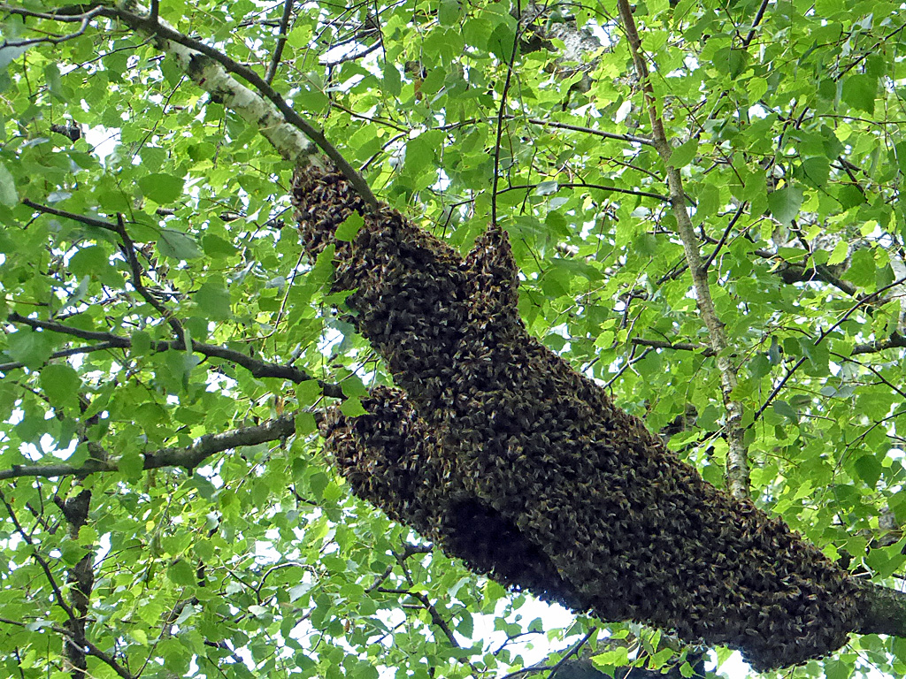 Ein Bienenvolk