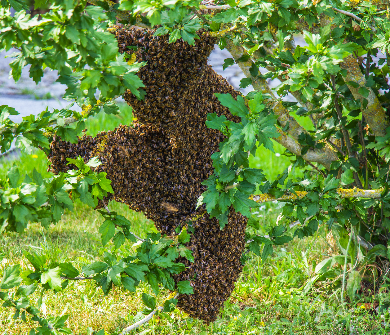 Ein Bienenvolk war plötzlich im Strauch