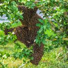 Ein Bienenvolk war plötzlich im Strauch