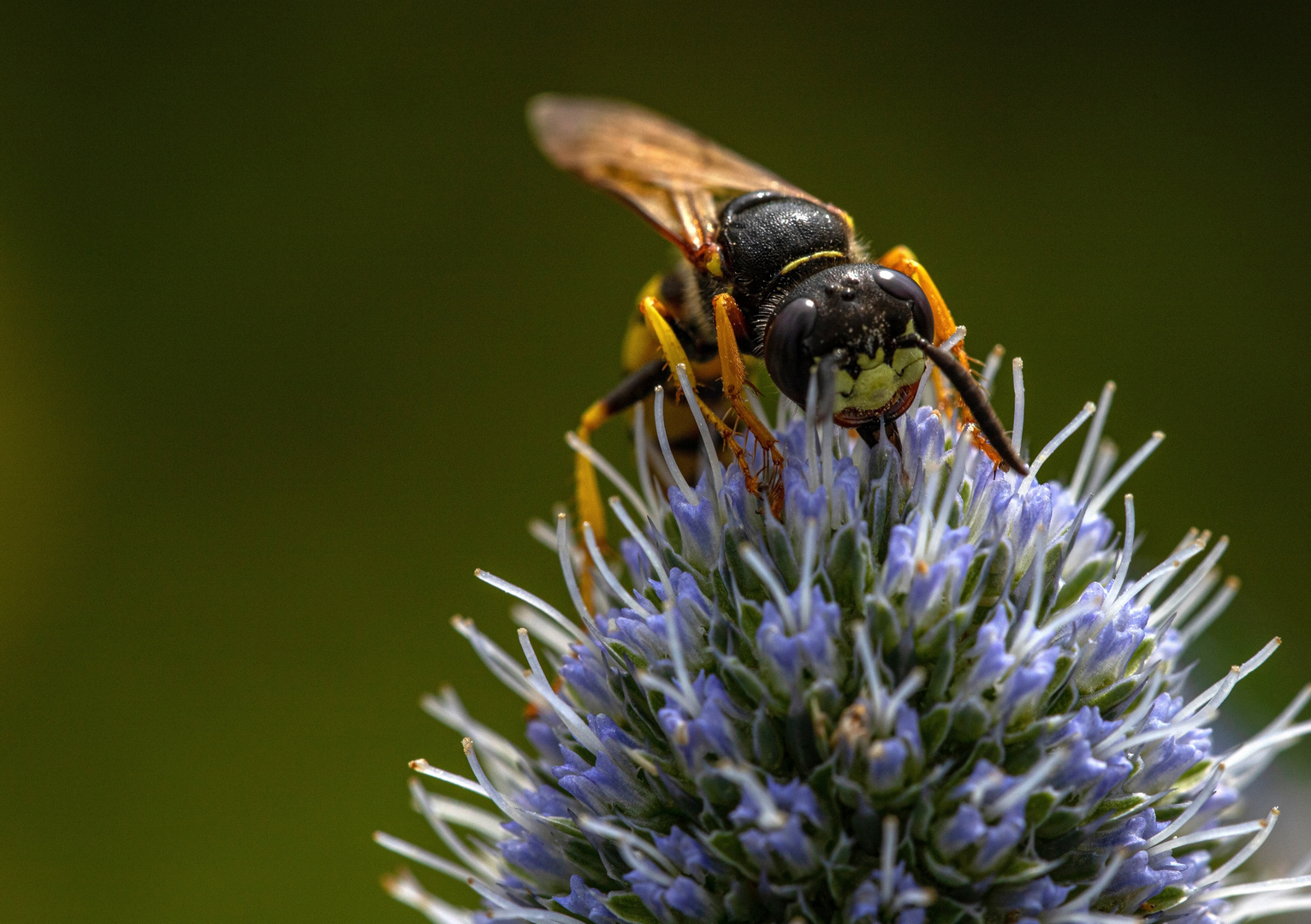 Ein Bienenwolf