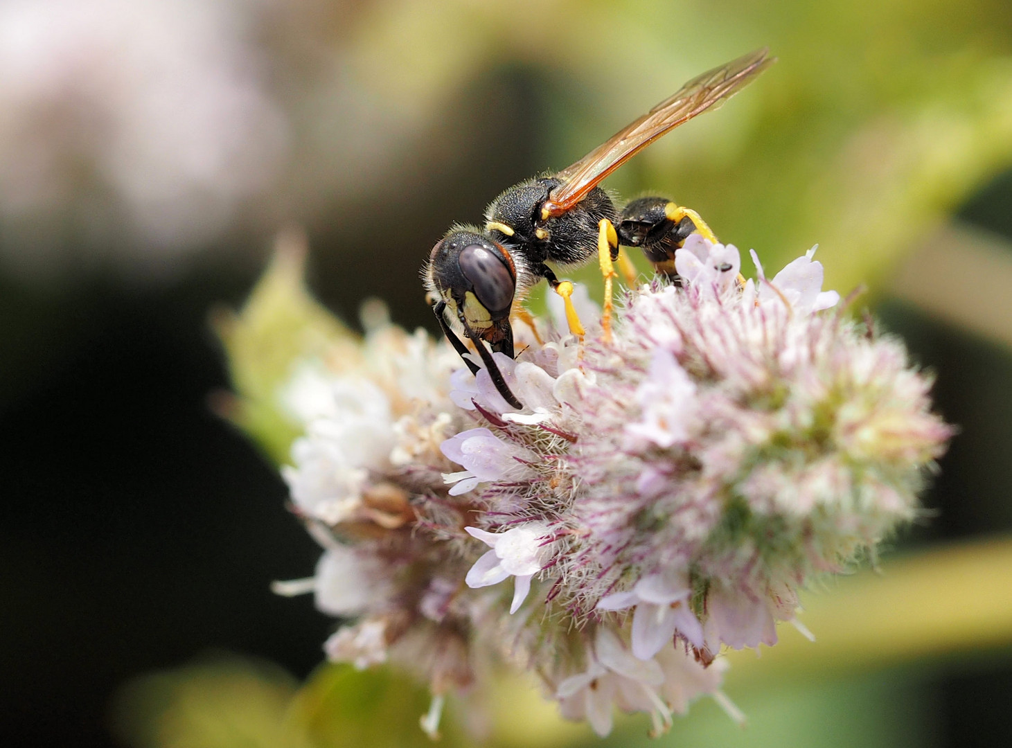 Ein Bienenwolf … 