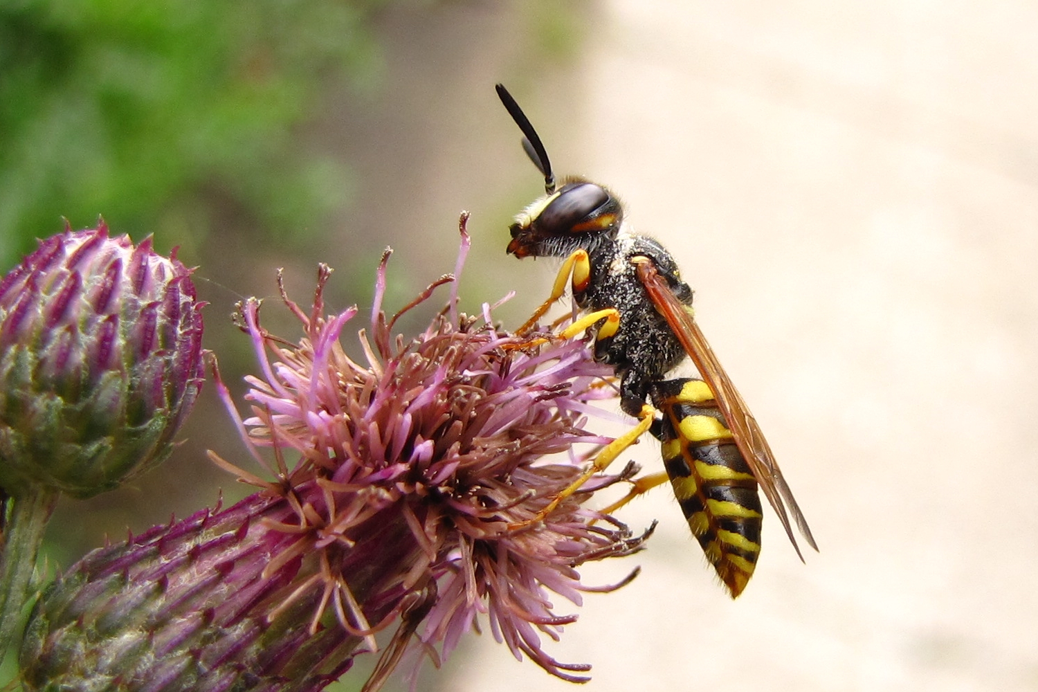 Ein Bienenwolf müsste das sein