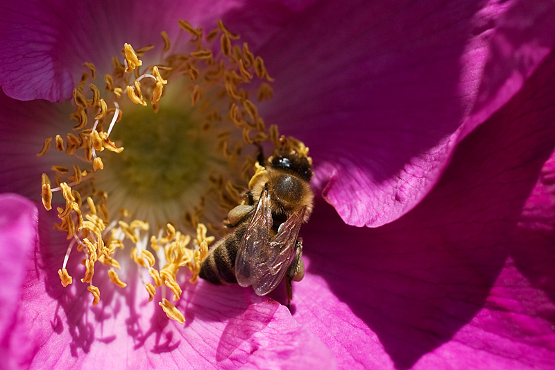 Ein Bild aus dem Garten..