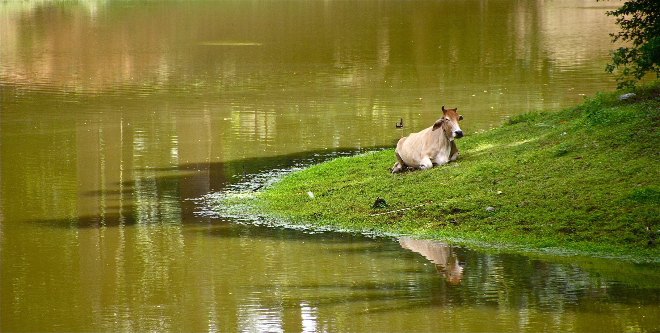 ein bild des friedens, cambodia 2010