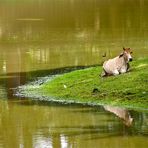 ein bild des friedens, cambodia 2010