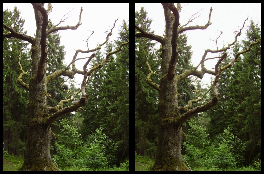 Ein Bild für Jürgen - Die Saueiche in Unterelsbach