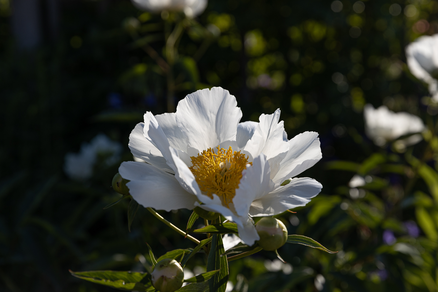 Ein Bild für Marguerite 