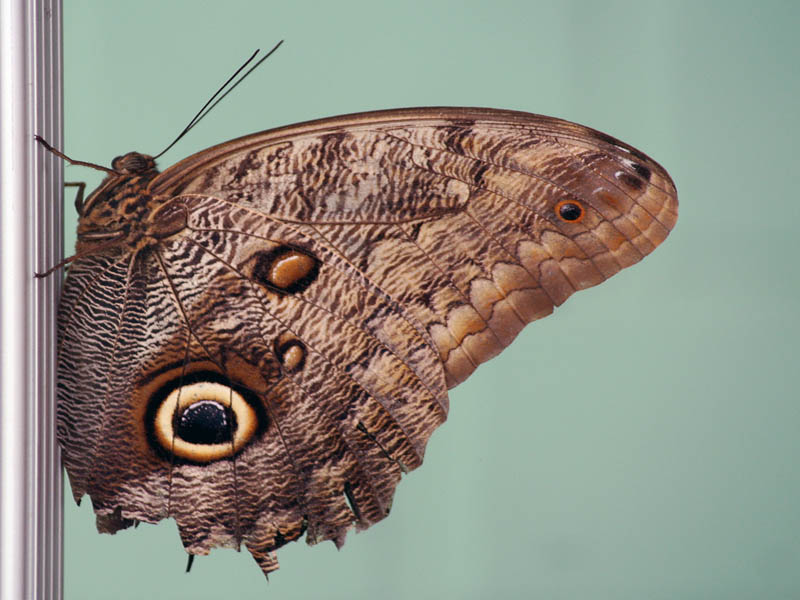 Ein Bild mit einem Schmetterling