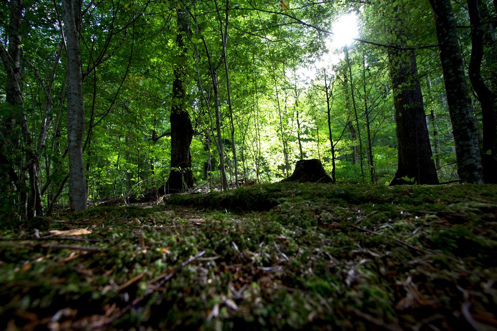 Ein Bild vom Märchenwald