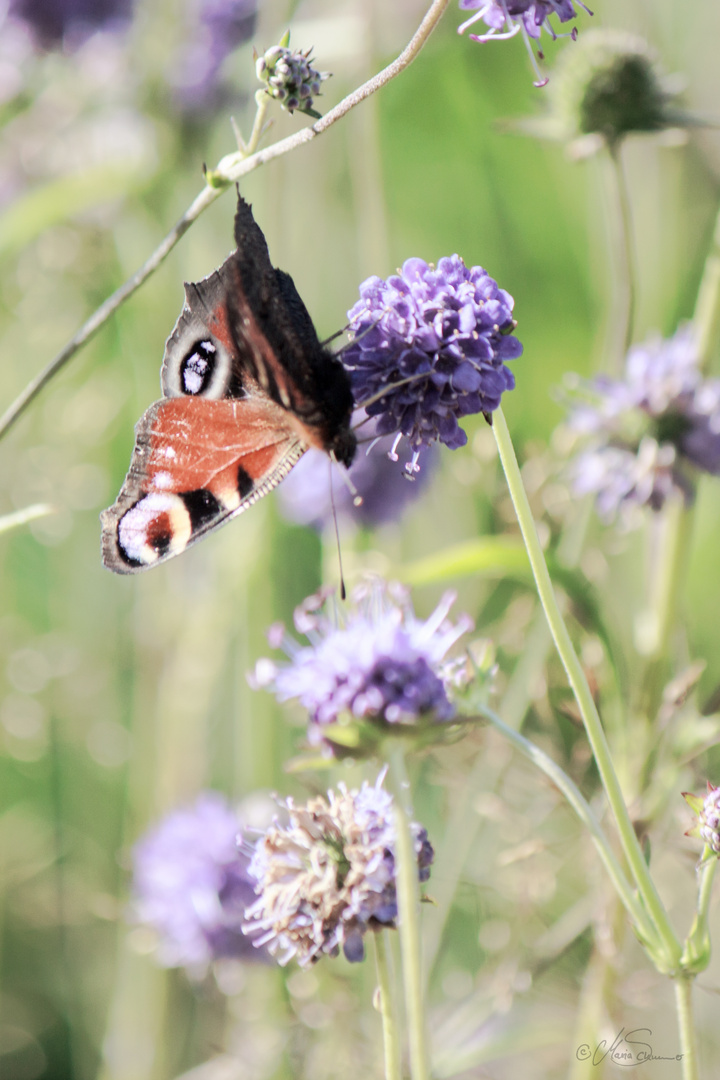 Ein BIld vom Sommer