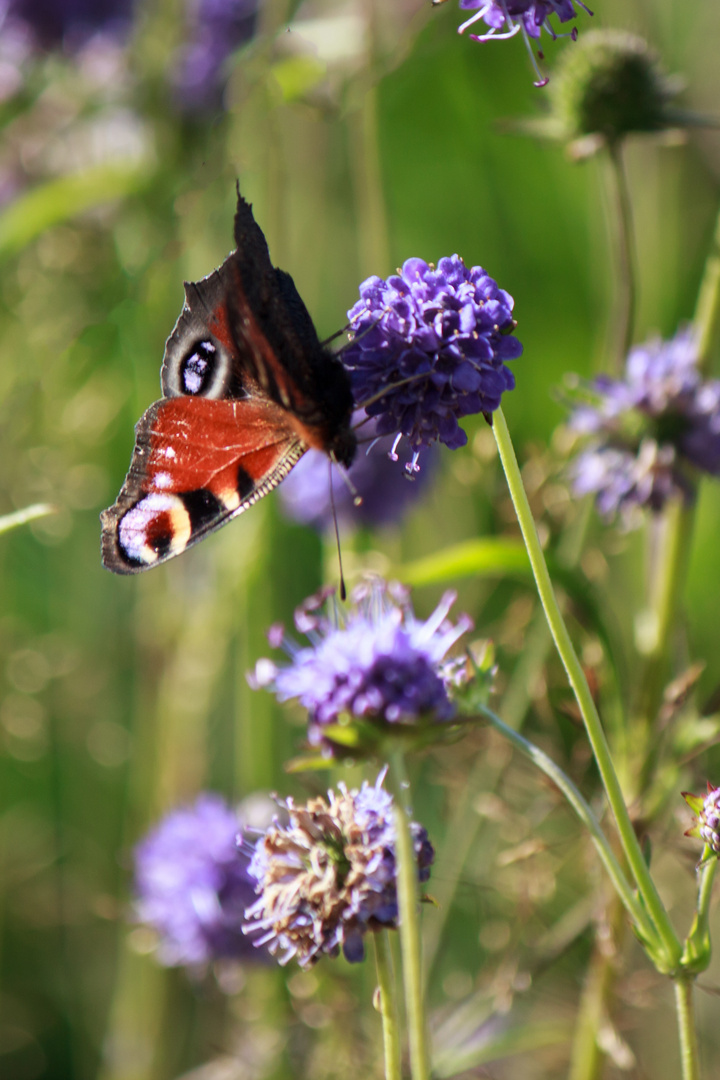 Ein BIld vom Sommer II