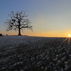 Ein Bild vom Sonnenuntergang bei meinem Lieblingsbaum...