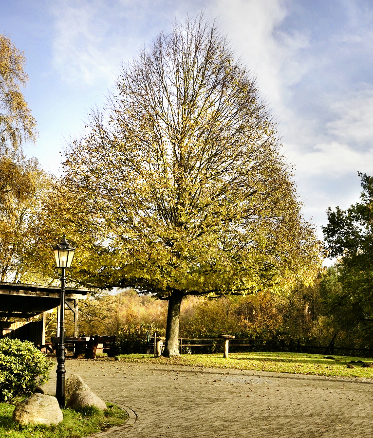 Ein Bild von einem Baum