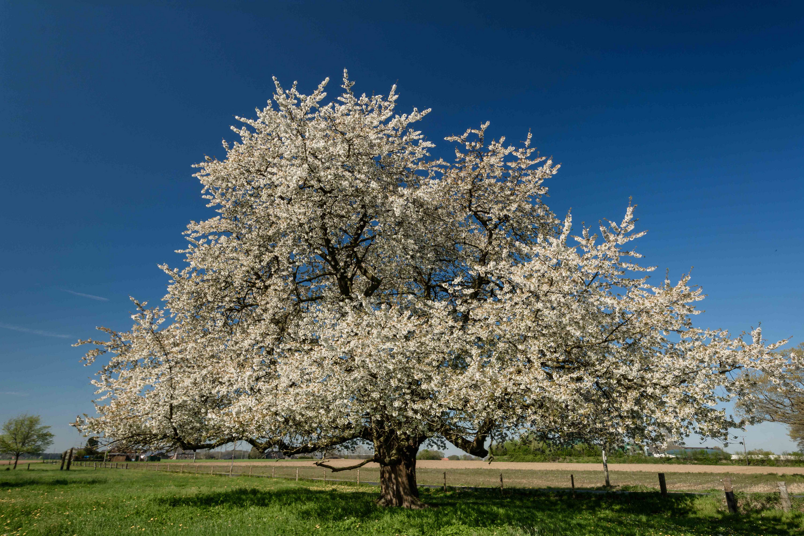 Ein Bild von einem Baum