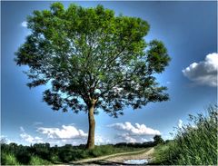 Ein Bild von einem Baum