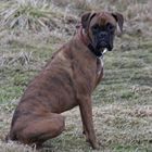 Ein Bild von einem Boxer ;-)