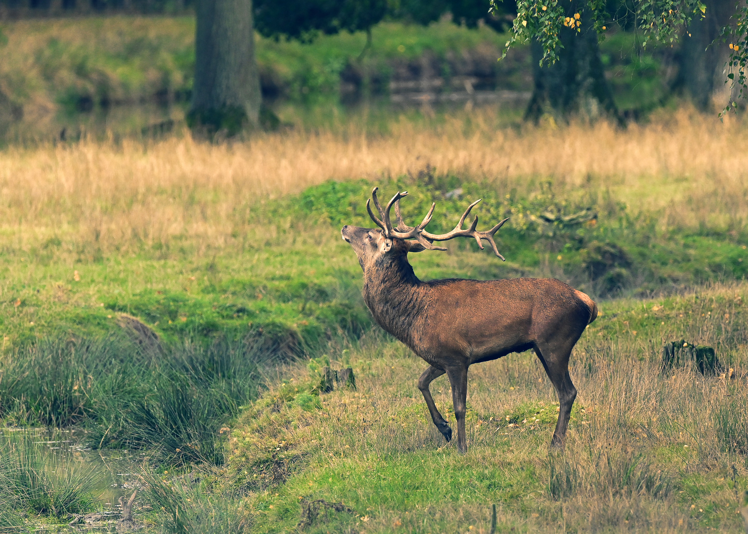 Ein Bild von einem Hirsch