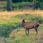 Ein Bild von einem Hirsch