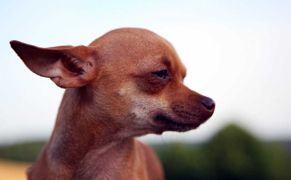 Ein Bild von einem Hund