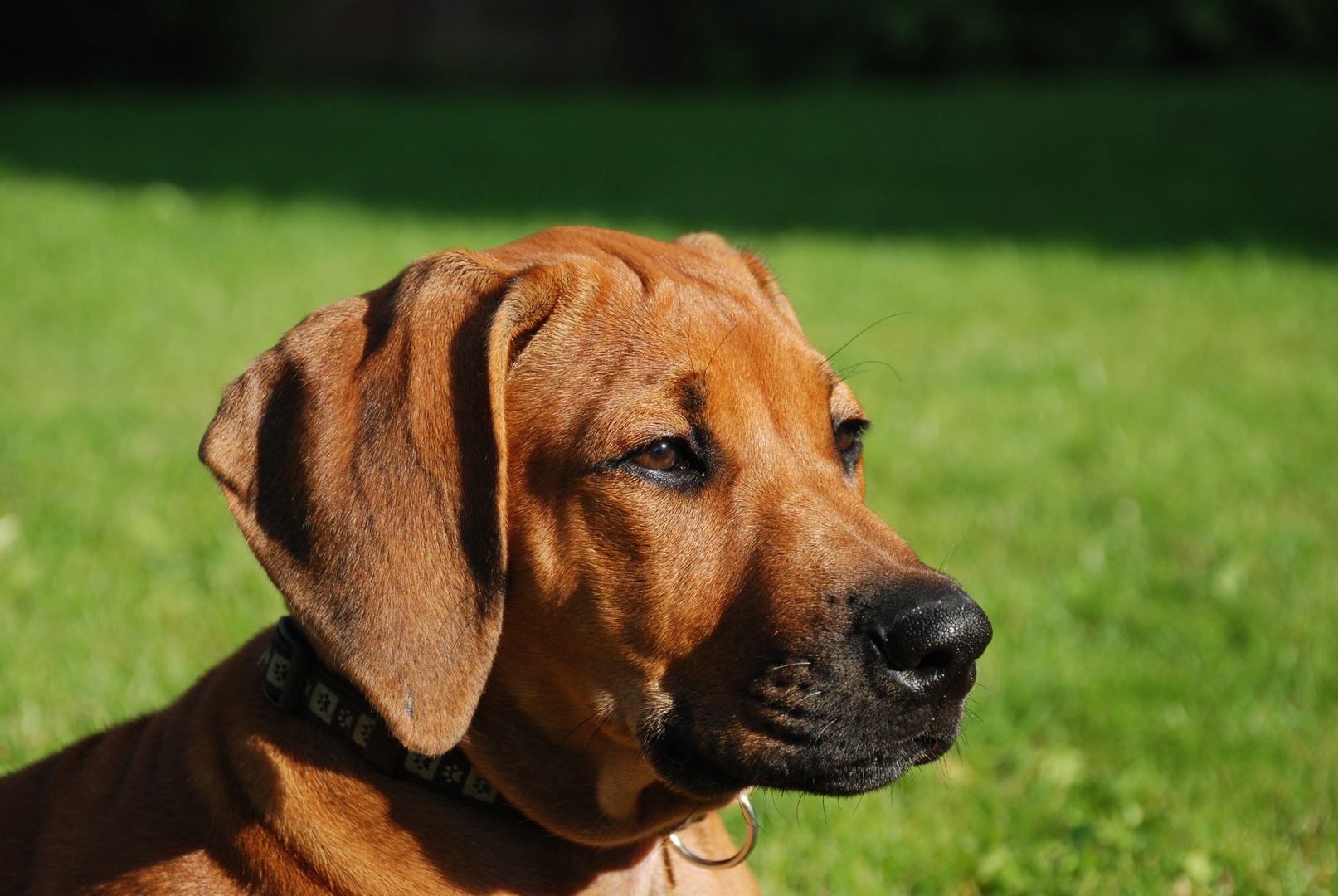 Ein Bild von einem Rhodesian Ridgebackwelpen