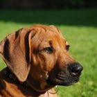 Ein Bild von einem Rhodesian Ridgebackwelpen