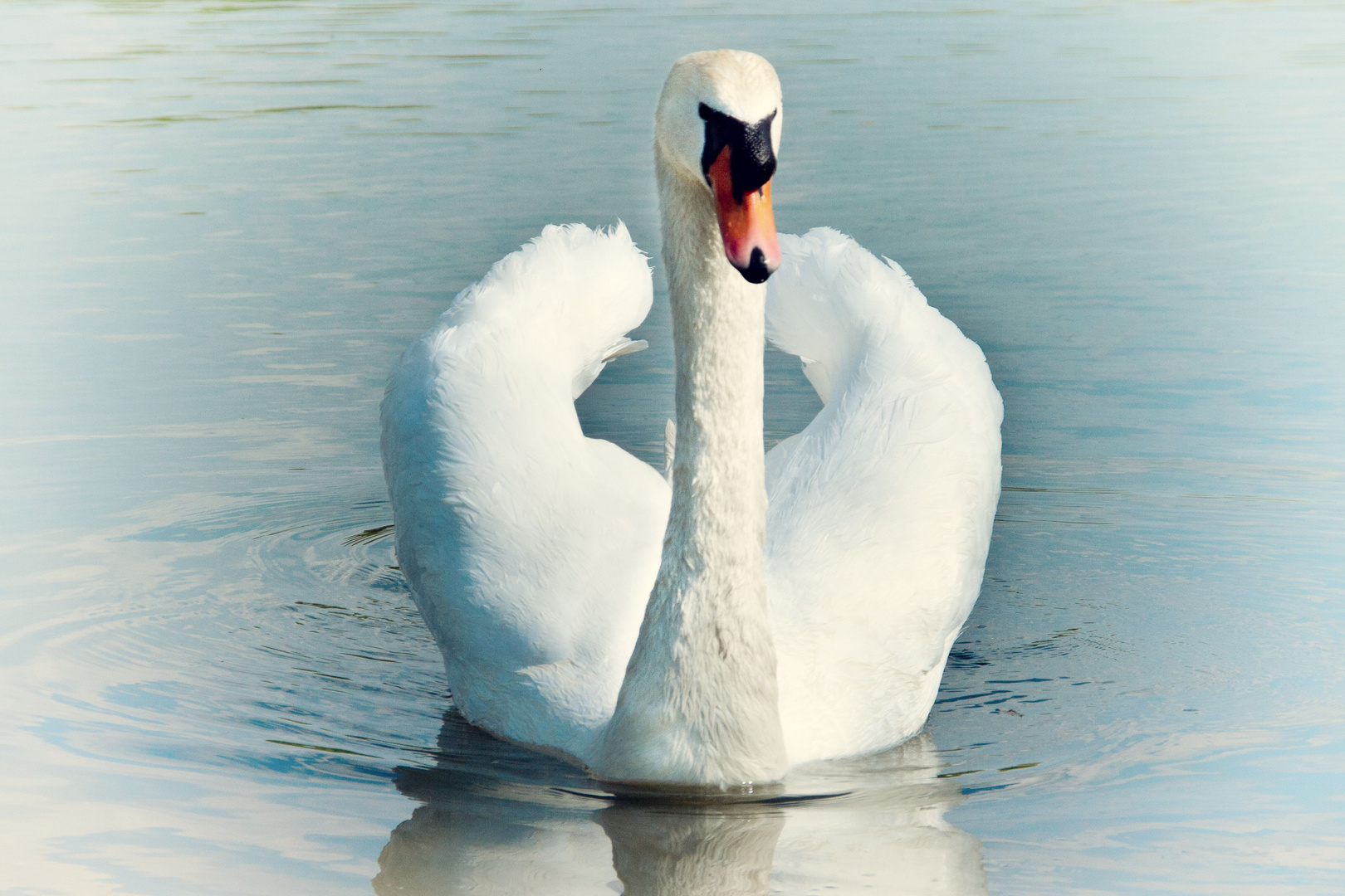 Ein Bild von einem Schwan