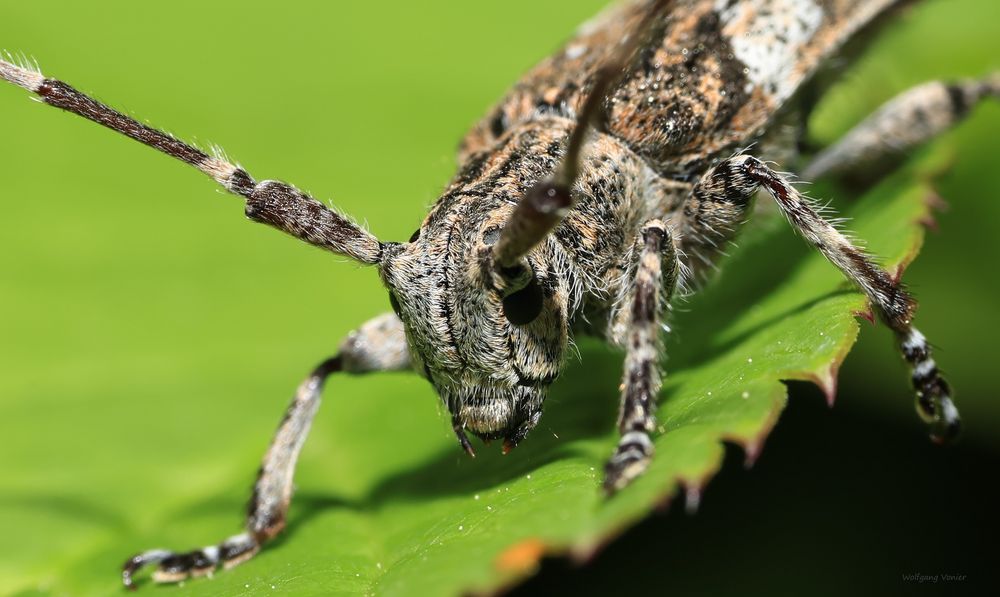 Ein Binden-Augenfleckenbock (Mesosa nebulosa)