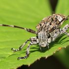 Ein Binden-Augenfleckenbock (Mesosa nebulosa)