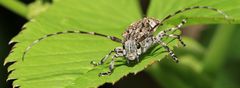 Ein Binden-Augenfleckenbock (Mesosa nebulosa)