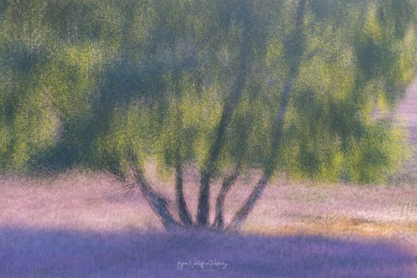 Ein Birkentraum in der Heide