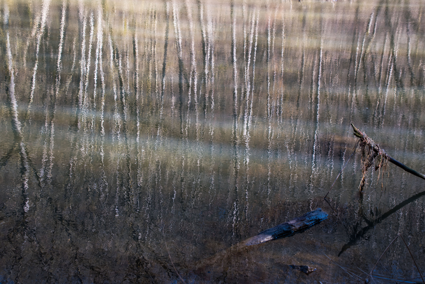 ein Birkenwald an der Jagst