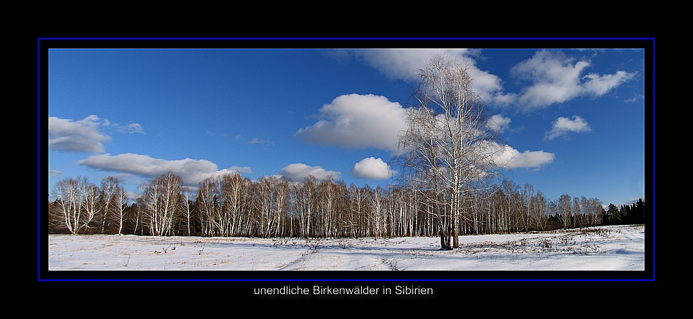 ein Birkenwald in Sibirien