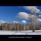 ein Birkenwald in Sibirien