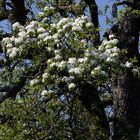 ein Birnbaum im Frühling