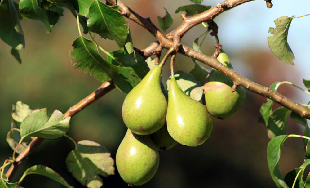 ..ein Birnbaum in seinem Garten stand...