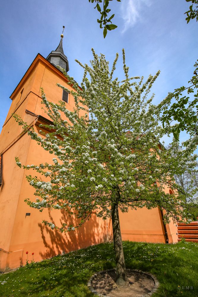 Ein Birnbaum in seinem Garten stand