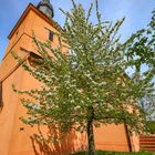 Ein Birnbaum in seinem Garten stand