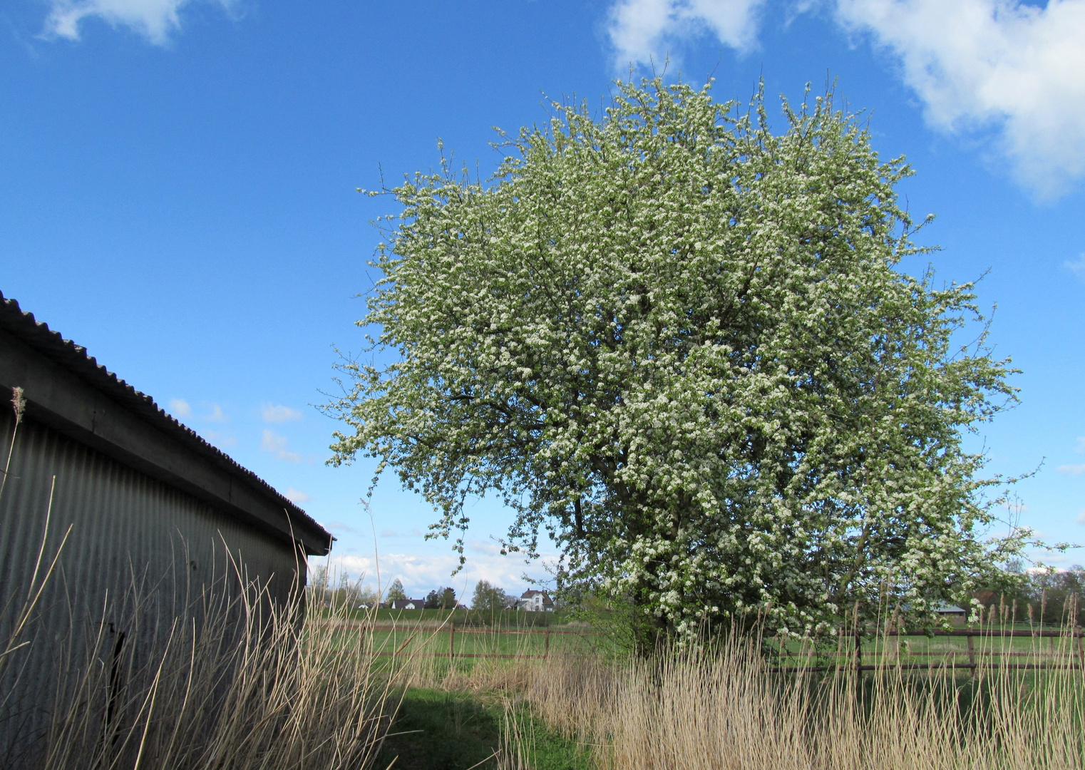 ein Birnenbaum .......