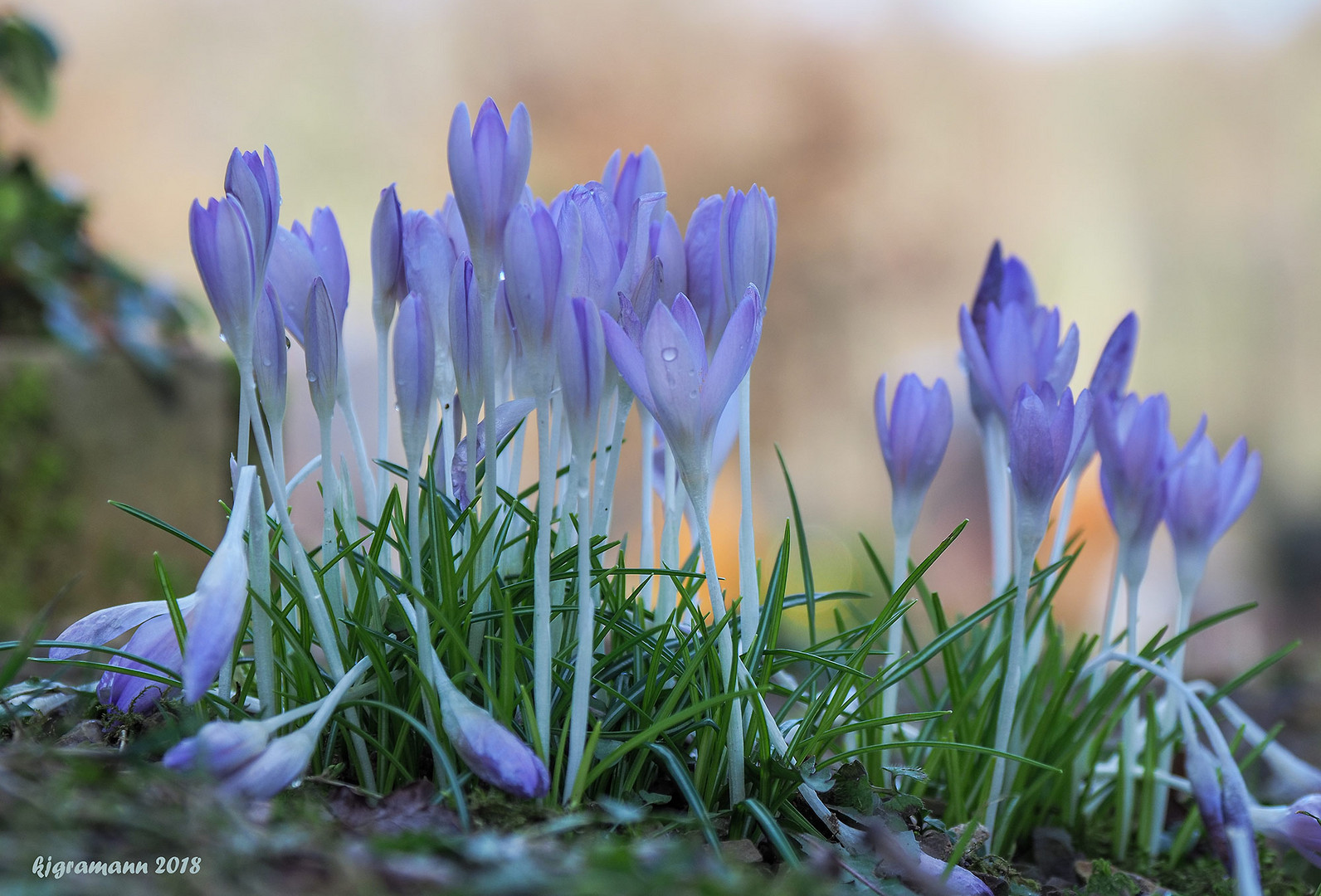 ein bischen frühling.......