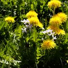 Ein bischen Frühling