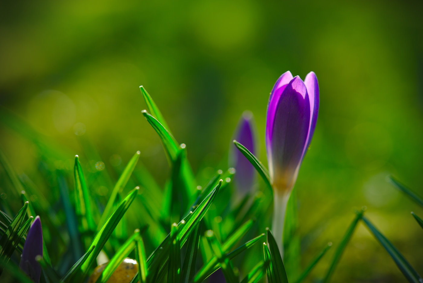 Ein bischen Frühling