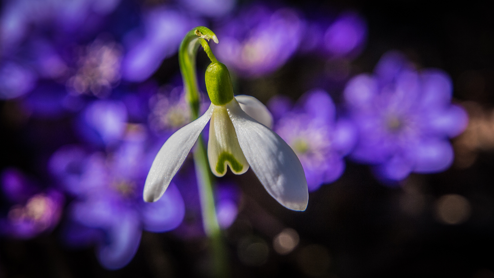 Ein bischen Frühling, ein bischen Sonne, das alles wünsch ich mir.....