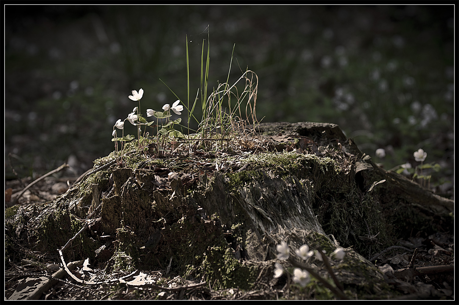 Ein bischen Frühling