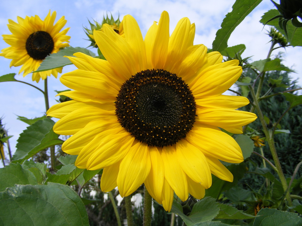 Ein bischen Sonne