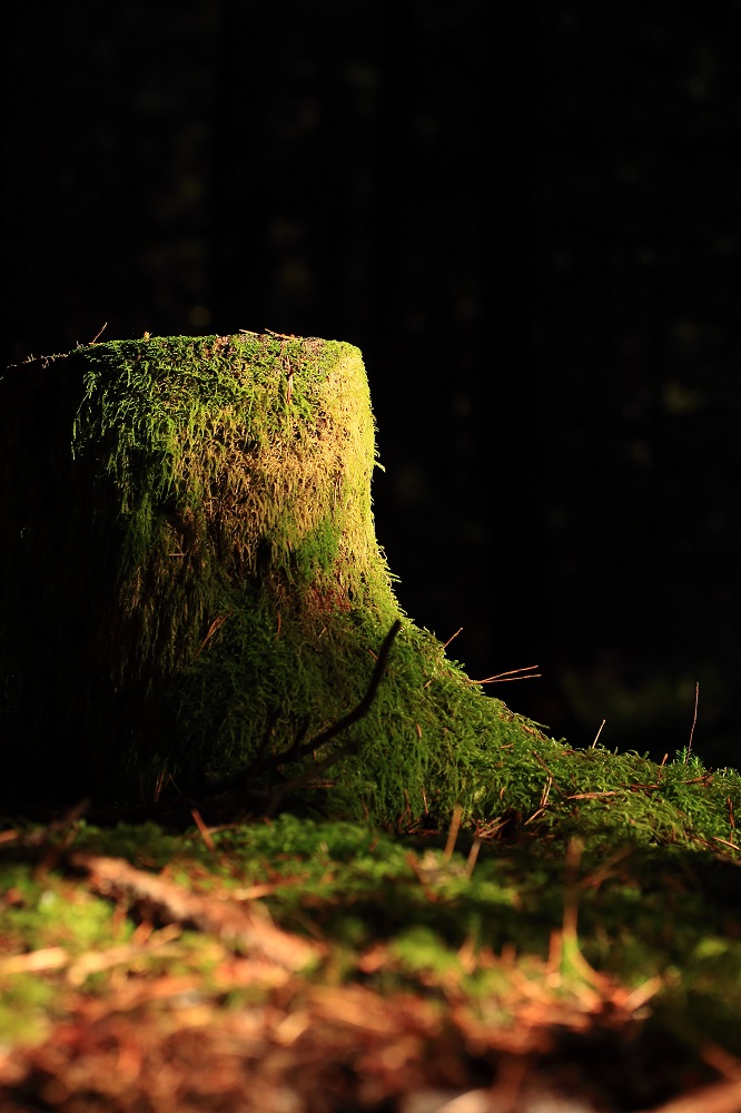 Ein bischen Sonne im dunklen Wald