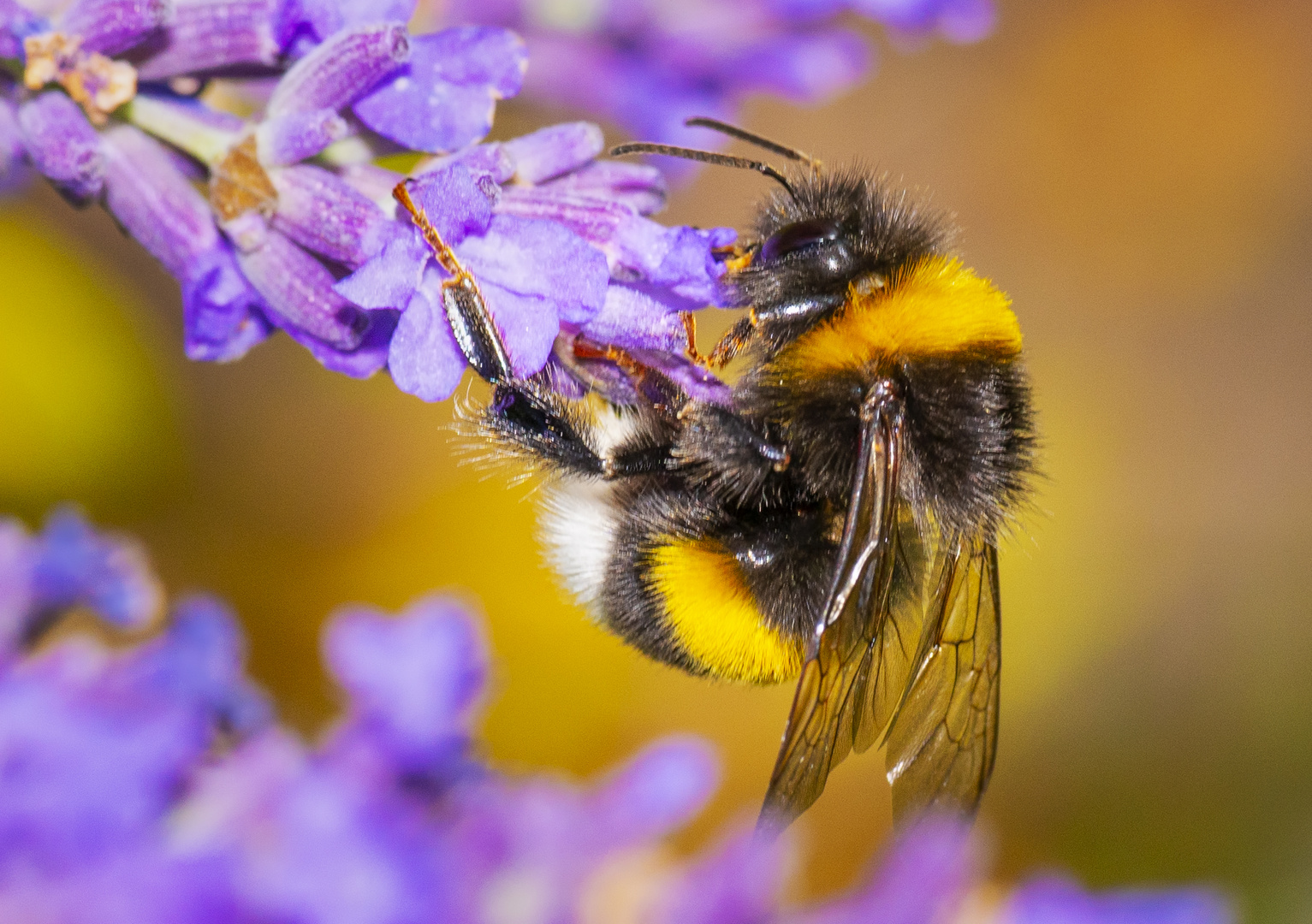 ein bisschen am Lavendel schnuppern