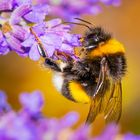 ein bisschen am Lavendel schnuppern