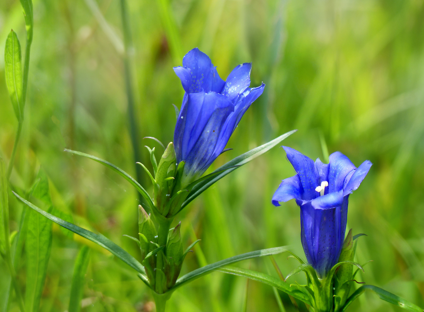 Ein bisschen Blau