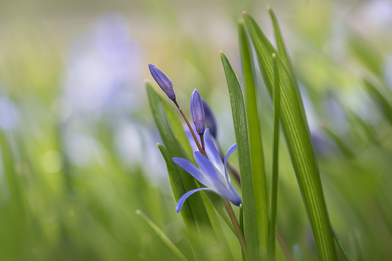 ein bisschen blau im Grünen